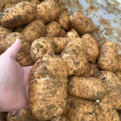 云南昭通新鲜天麻现挖鲜天麻仿野生天麻冬麻