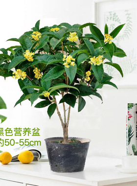 四季桂花盆栽浓香桂花树苗正宗月月桂客厅阳台庭院好养花卉植物
