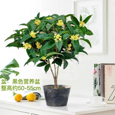 四季桂花盆栽浓香桂花树苗正宗月月桂客厅阳台庭院好养花卉植物