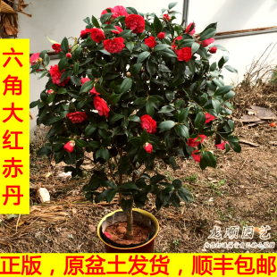 香妃六角大红赤丹山茶花盆栽树苗带花苞四季 常青开花室内阳台庭院