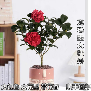 克瑞墨大牡丹茶花盆栽树苗大红香茶巨型花带香味室内阳台庭院绿植