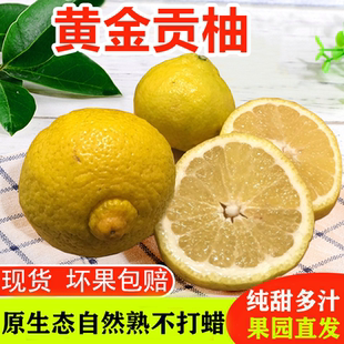 黄金贡柚春香桔柚象山青怀化洪江黔阳雪峰山珑玲柚子安江礼盒10斤