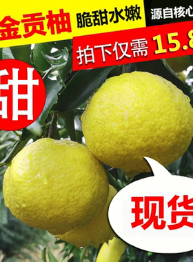 湖南怀化黄金贡柚洪江象山青春香桔柚安江雪峰山甜柚新鲜10斤大果