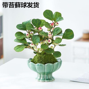 小盼菩提树盆栽绿植物室内花盆景办公室桌面观叶四季客厅好养活树