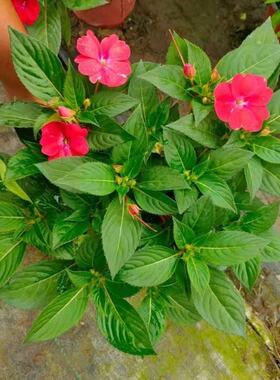凤仙花盆栽四季开花庭院阳台观花植物凤仙花苗带花苞花期长除甲醛