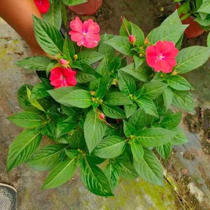 凤仙花盆栽四季开花庭院阳台观花植物凤仙花苗带花苞花期长除甲醛
