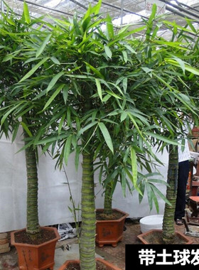 佛肚竹盆栽佛竹罗汉竹小型矮化盆景葫芦竹阳台室内观赏绿植竹子苗