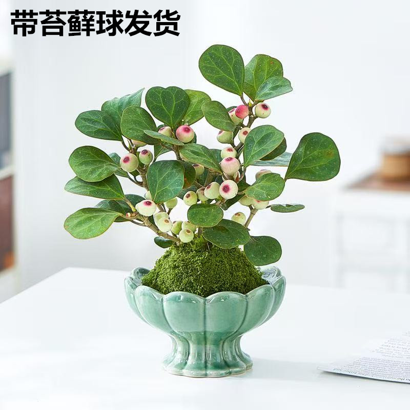 小盼菩提树盆栽绿植物室内花盆景办公室桌面观叶四季客厅好养活树图片
