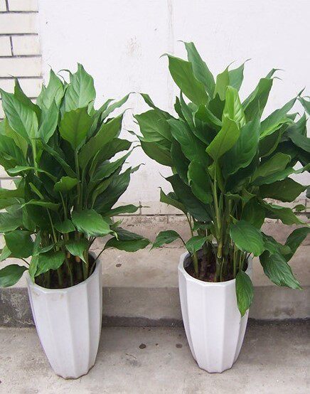 促销万年青盆栽  绿巨人花卉室内客厅大型盆景 绿植 吸甲醛 包邮