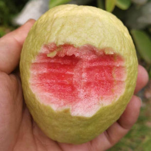 福建漳州红心芭乐番石榴白新鲜农家水果现摘台湾珍珠孕妇5斤包邮