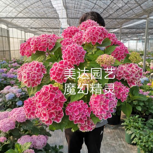 进口魔幻大花绣球新品