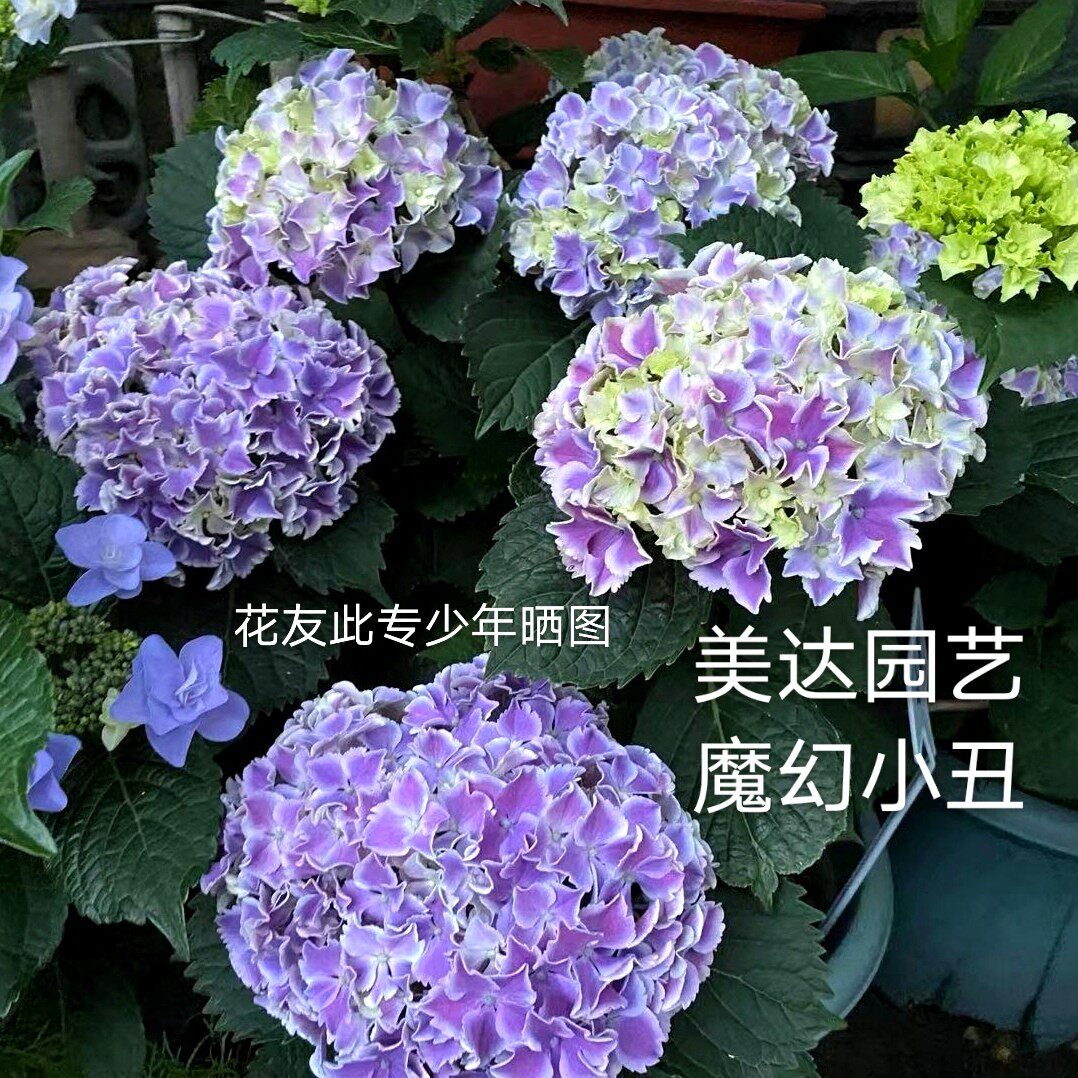 绣球 魔幻小丑 波浪白边 复色绣球花苗盆栽