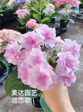 进口大花绣球花苗头花二代升级版  巡恋歌 和恋心相似新老枝开花