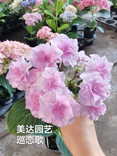 进口大花绣球花苗头花二代升级版  巡恋歌 和恋心相似新老枝开花