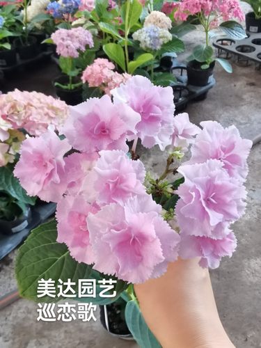 进口大花绣球花苗头花二代升级版  巡恋歌 和恋心相似新老枝开花