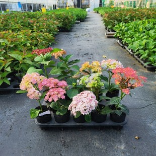 花友福利 重瓣大花绣球花苗 三河千鸟 漫卷流光等 组合特惠