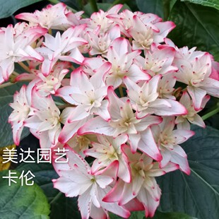 美达园艺 新品进口大花绣球花苗 卡伦 庭院盆栽花卉植物小苗