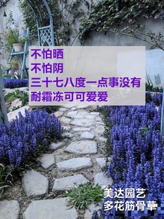 多花筋骨草胫骨草巧克力片 姬十二单 耐阴常绿室外地被植物花量大