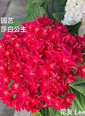 伊丽莎白公主 深红色绣球 进口重瓣新品大花绣球 花苗花卉盆栽
