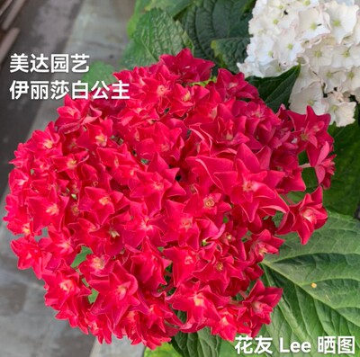 进口新品绣球花苗伊丽莎白公主