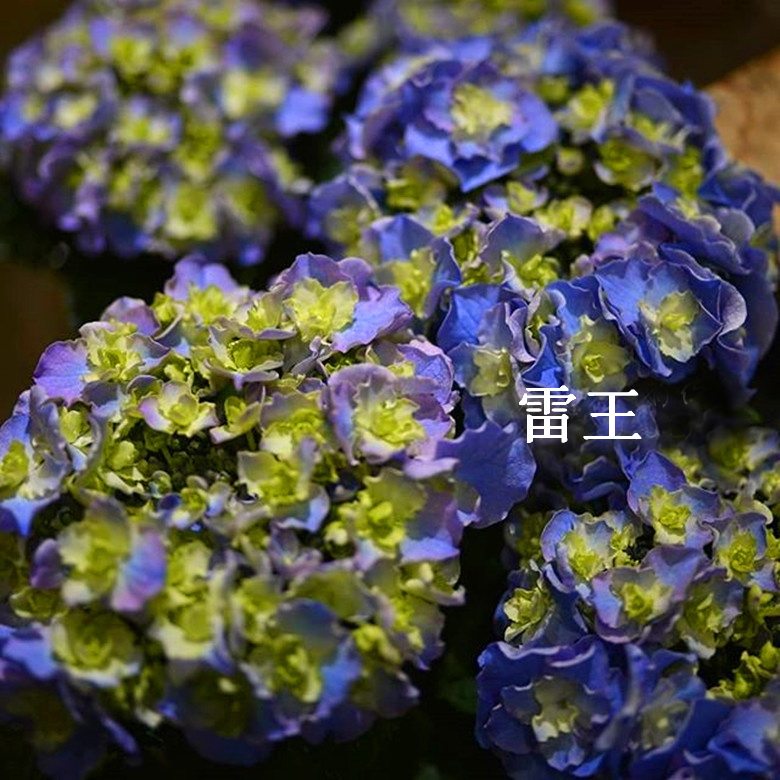 雷王 雷神 绣球花苗盆栽 进口新品重瓣大花 包对版 新老枝开花