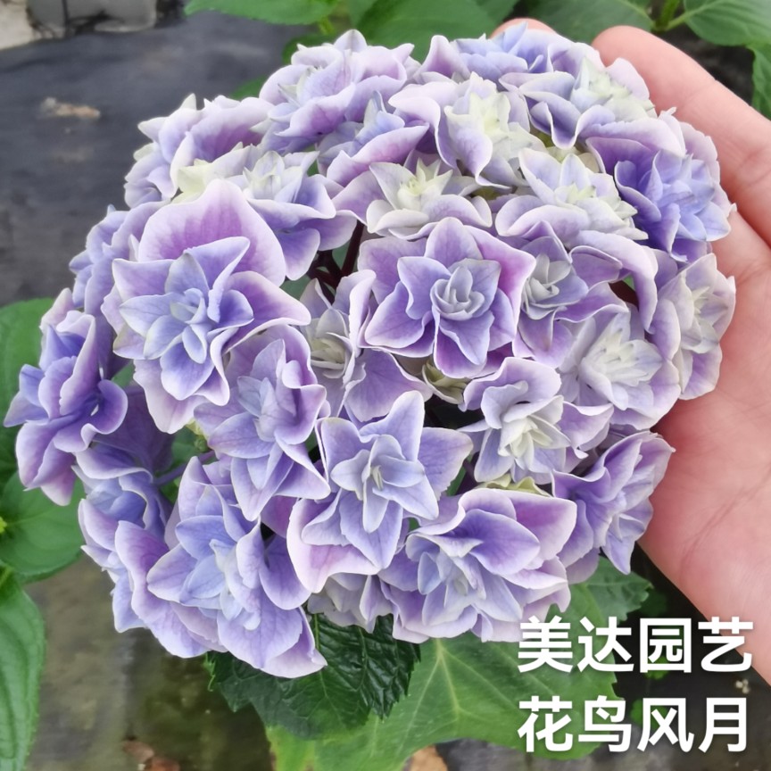 新品绣球花苗花鸟风月花卉