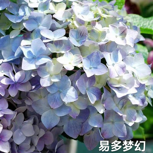 易多梦幻大花绣球露台花园新老枝开花植物盆栽花卉庭院子阳台花苗