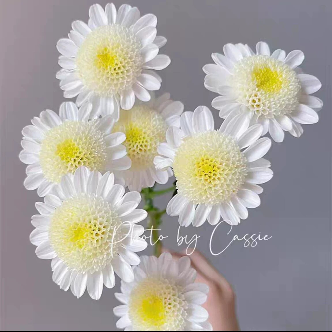 雪莲 小菊花雏菊新品盆栽多年生植物 花卉庭院花苗 美达园艺