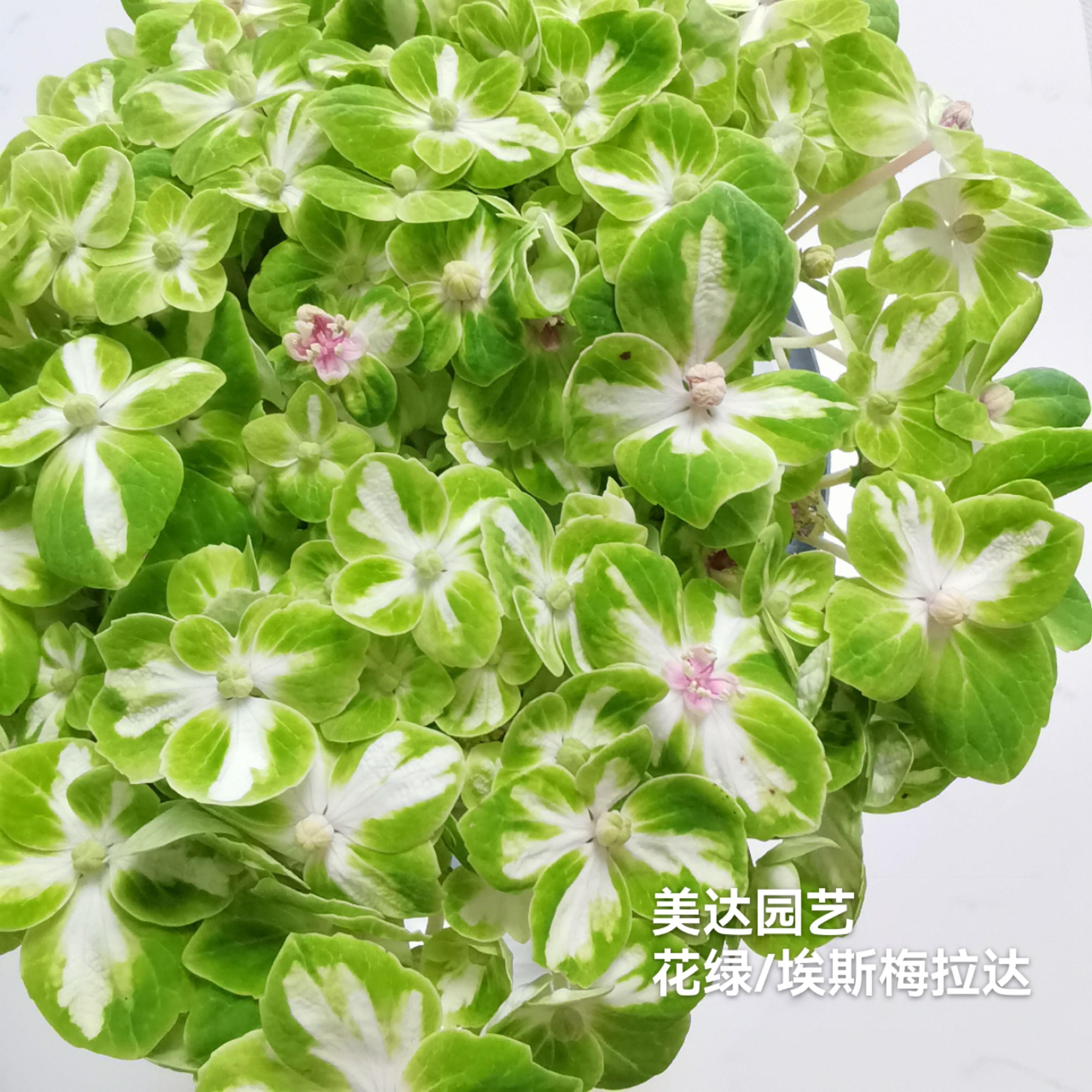 埃斯梅拉达/花绿/国绿进口大花绣球绿色新品庭院花园植物盆栽花苗