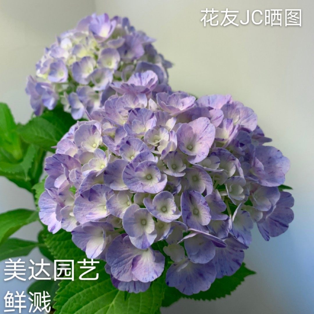 美达园艺 新品进口绣球花苗盆栽花卉 鲜溅  条纹大花绣球