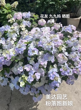 包对版进口绣球 白色 粉色落跑新娘 垂吊爬藤小苗中大苗 逃跑新娘