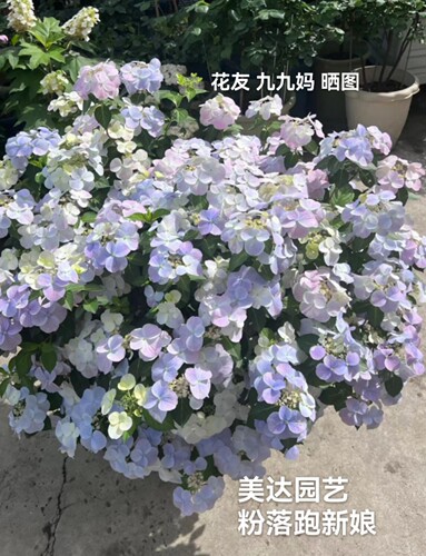 进口白色多季节开花垂吊爬藤新品