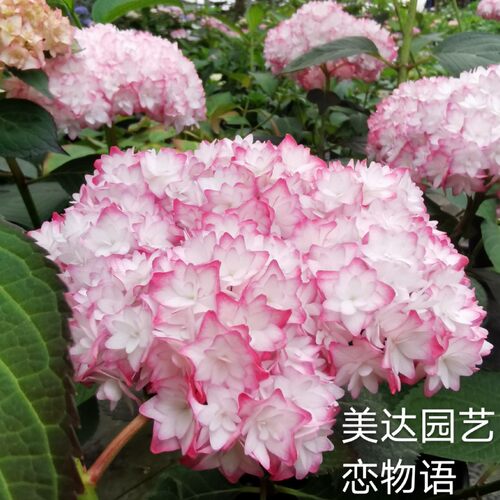 新品进口大花绣球花苗 恋物语 重瓣花卉盆栽植物庭院阳台院子