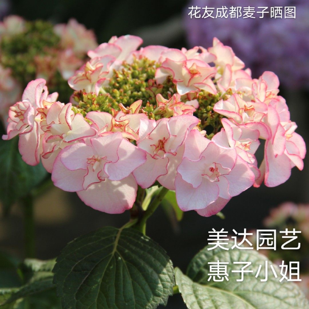 惠子小姐 进口新品重瓣大花绣球花苗盆栽 包对版 有1加仑中大苗