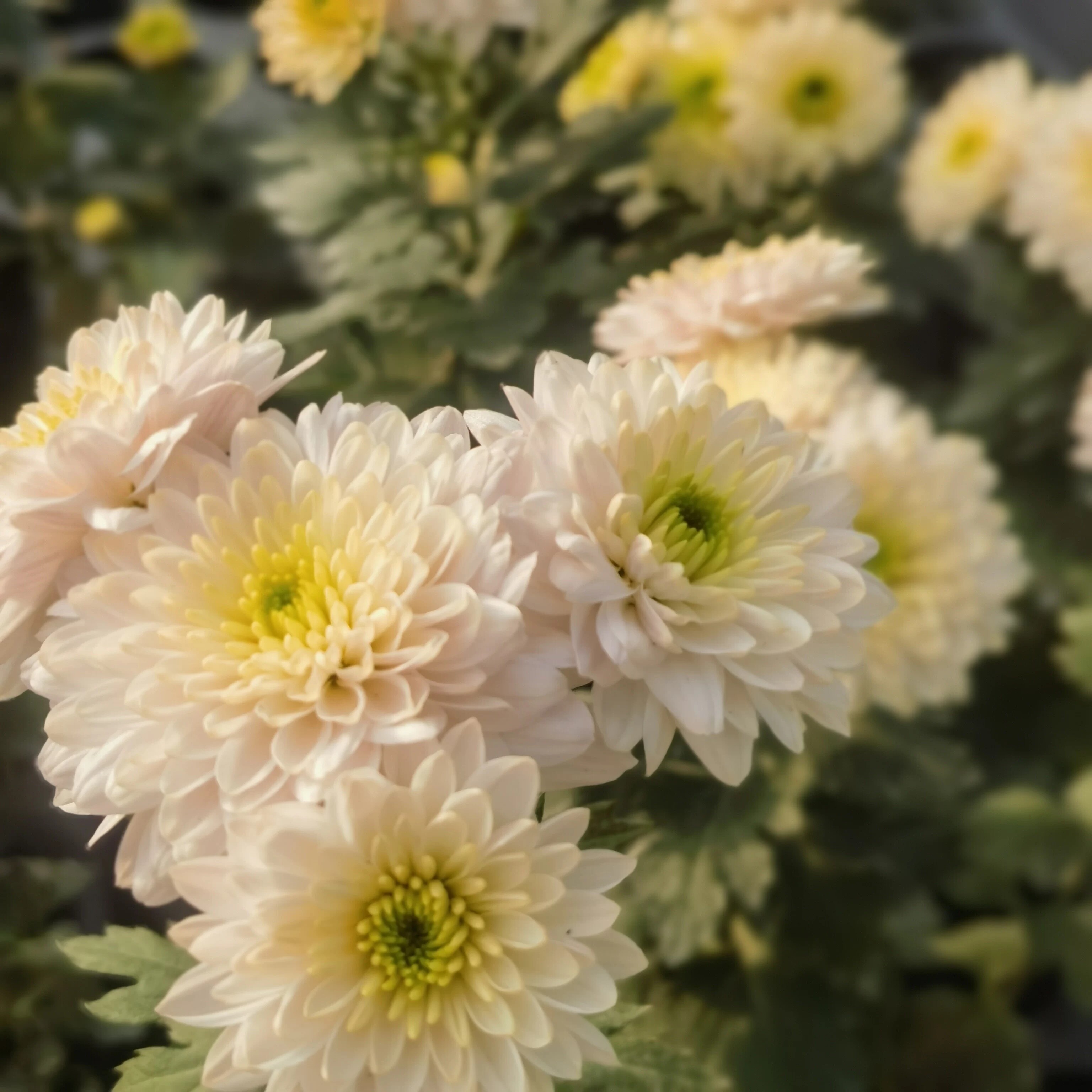 科隆香水 小菊花雏菊新品盆栽多年生植物 花卉庭院花苗 美达园艺