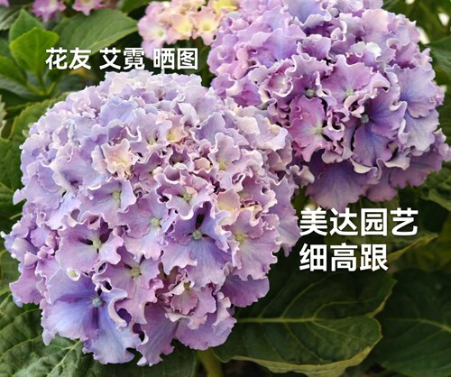 盆栽波浪边大花绣球特价