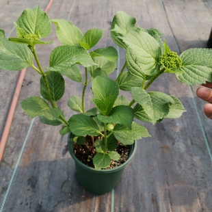 绣球花苗 一1加仑 牵牛星海军 三河千鸟有松 佳橙莎伦列车 恋心