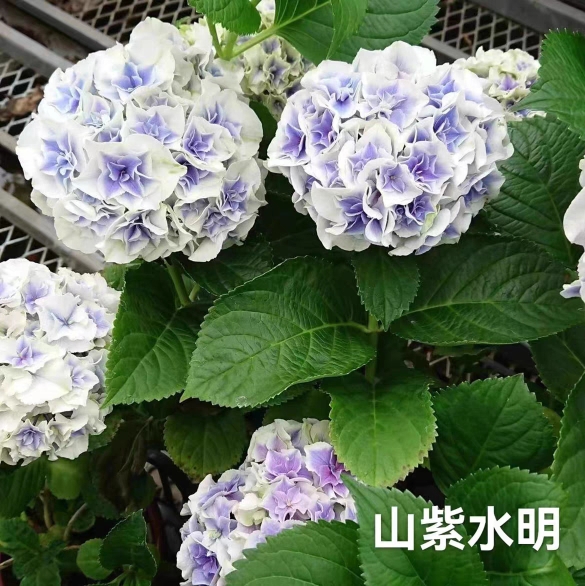 进口大花绣球新品 山紫水明 阳台露台庭院花园植物盆栽花卉花苗 鲜花速递/花卉仿真/绿植园艺 绣球/木绣球/木本植物 原图主图