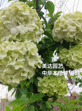 中华木绣球斗球 白色大花球庭院可地栽耐寒花卉植物盆栽树苗