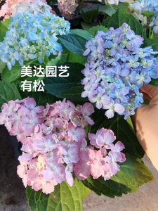 进口苗小苗有松三河千鸟花瓣