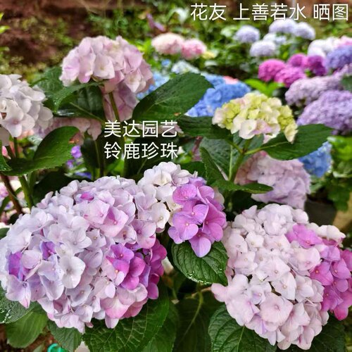 四 4棵包邮 新品重瓣绣球花苗 白莱昂铃鹿珍珠雅姬恋心彩梦克鲁瓦