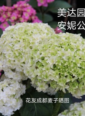 进口重瓣白色大花绣球花苗 安妮公主 庭院露台盆栽小苗新老枝开花