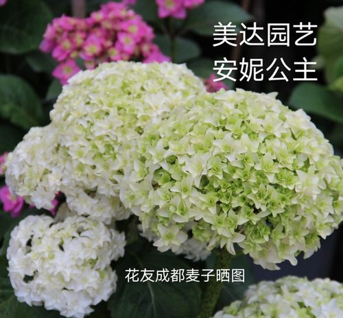 进口重瓣白色大花绣球花苗 安妮公主 庭院露台盆栽小苗新老枝开花