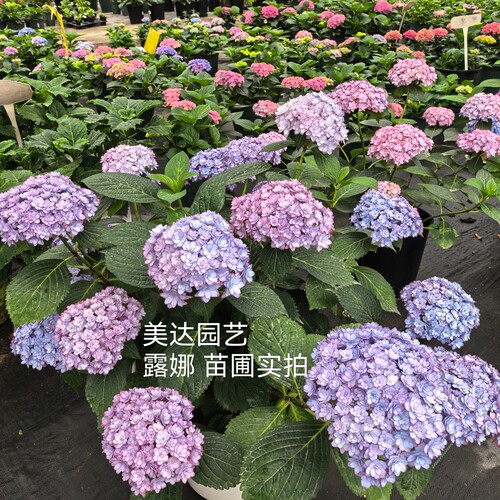 绣球新品 露娜 进口大花绣球露台花园植物盆栽花卉庭院子阳台花苗