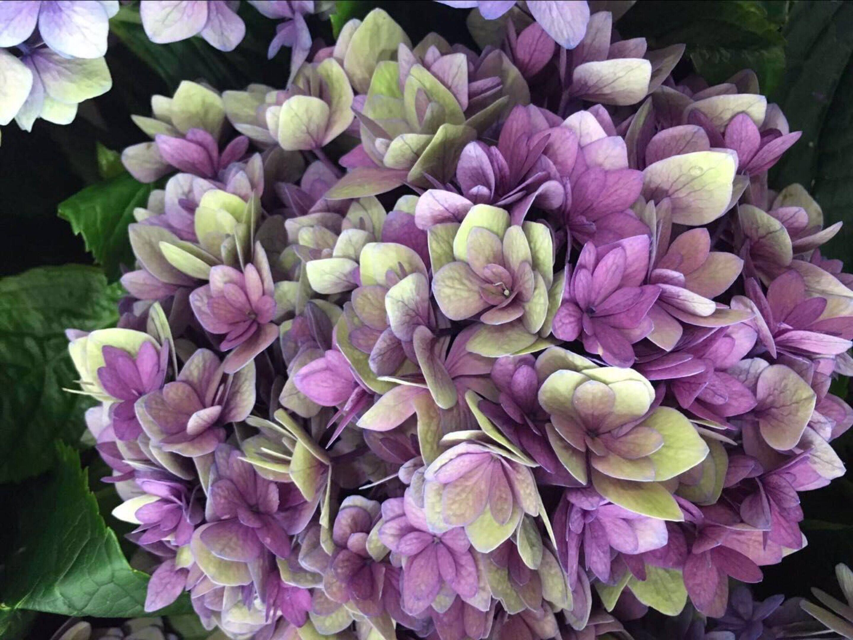 新品重瓣大花绣球花苗 旋转木马 别名卡鲁塞尔【新上架单品链接】