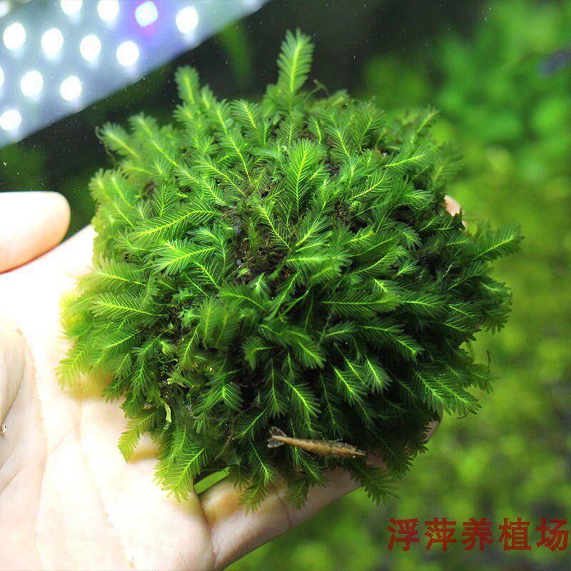 凤尾莫斯半球水草直接放水里包活