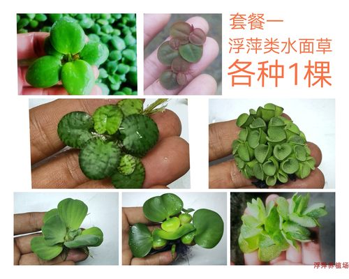 水草鱼水草包邮包活到手