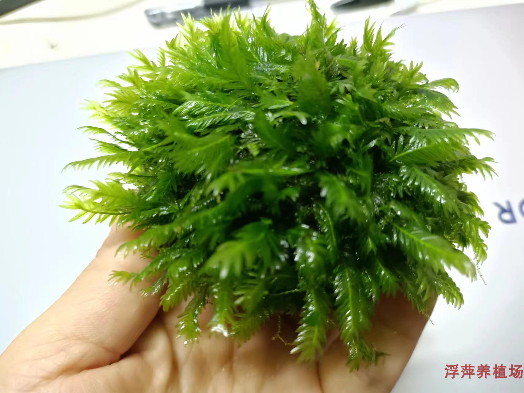 浮萍养殖水草包邮包活