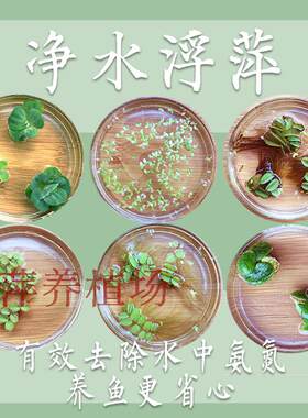 99元包邮包活活体麻豹纹葫芦浮萍