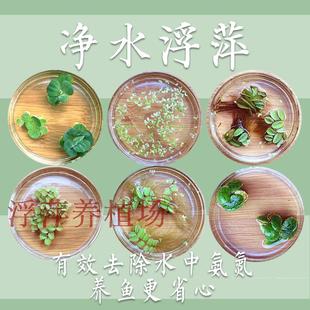 9.9元 包活活体浮萍肚兜萍圆心萍豹纹萍芝麻萍蜈蚣萍水葫芦 包邮